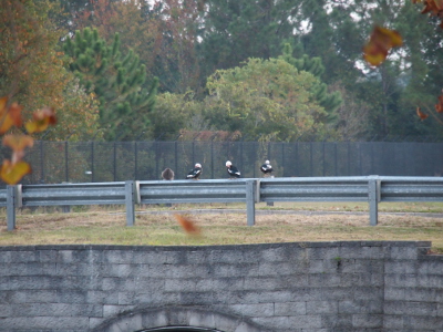 [In the distance sitting atop a guard rail over a viaduct from right to left are three muscovy ducks and something furry (which I identified as a cat when I got closer).]